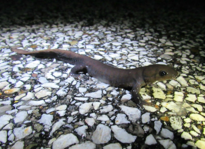 Jefferson Salamander